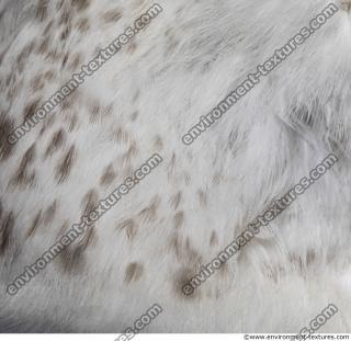 animal skin feathers seagull 0012